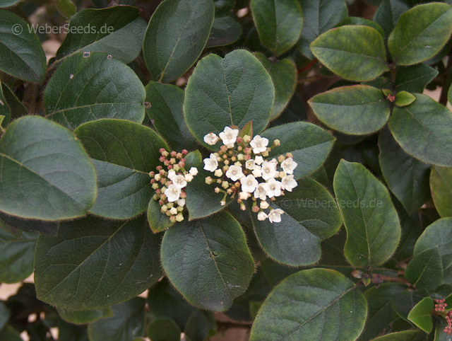 Viburnum Tinus Lorbeerblattriger Schneeball Saatgut Samen Heilpflanzen Und Krauter